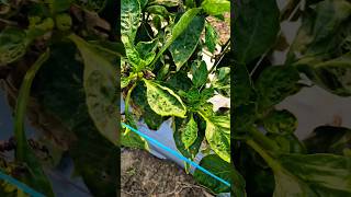 syngenta Miravis duo he asardar #agriculture #syngenta #agriculture#naturalfarming #shorts #trending