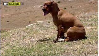 Bukalemun Ile Köpeğin Karşılaşma Anı :)