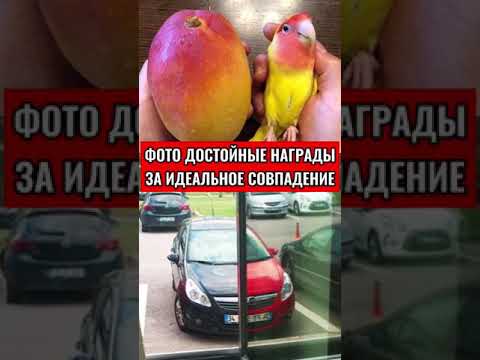 ФОТО ДОСТОЙНЫЕ НАГРАДЫ ЗА ИДЕАЛЬНОЕ СОВПАДЕНИЕ