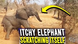 Elephant With an Itch It Can’t Reach Starts Rubbing Itself Against the Ground