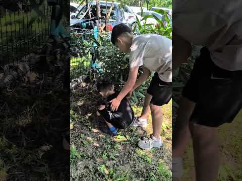 طاهر واحمد سرقوا سكاكر تونغ ساهور    