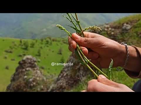 Ramiq Arda Lerik rayonu Barzavu kəndi 🌿🌷