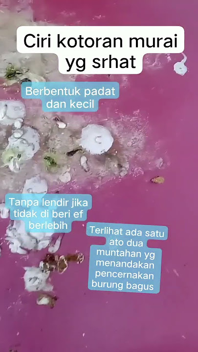pengecekan kotoran ,untuk mengetahui kesahatan pencernakan murai batu #hobbiburung #muraibatu