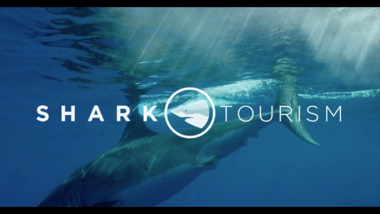 Shark Tourism