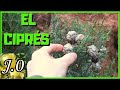 🌲 El ciprés (Reproducción semillas, esquejes y setos) 🌲