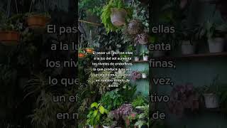 Plantas para la depresión (Amantes de las plantas) #plantas #depression #amor Plantas para la depresión (Amantes de las plantas) #plantas #depression #amor