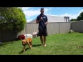 STEP BY STEP TUTORIAL: PUPPY TRAINING DEVELOPMENT