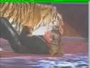 Wild tiger attack stunt at award show