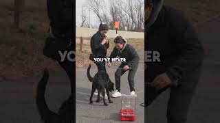 There's a big problem with dog training!