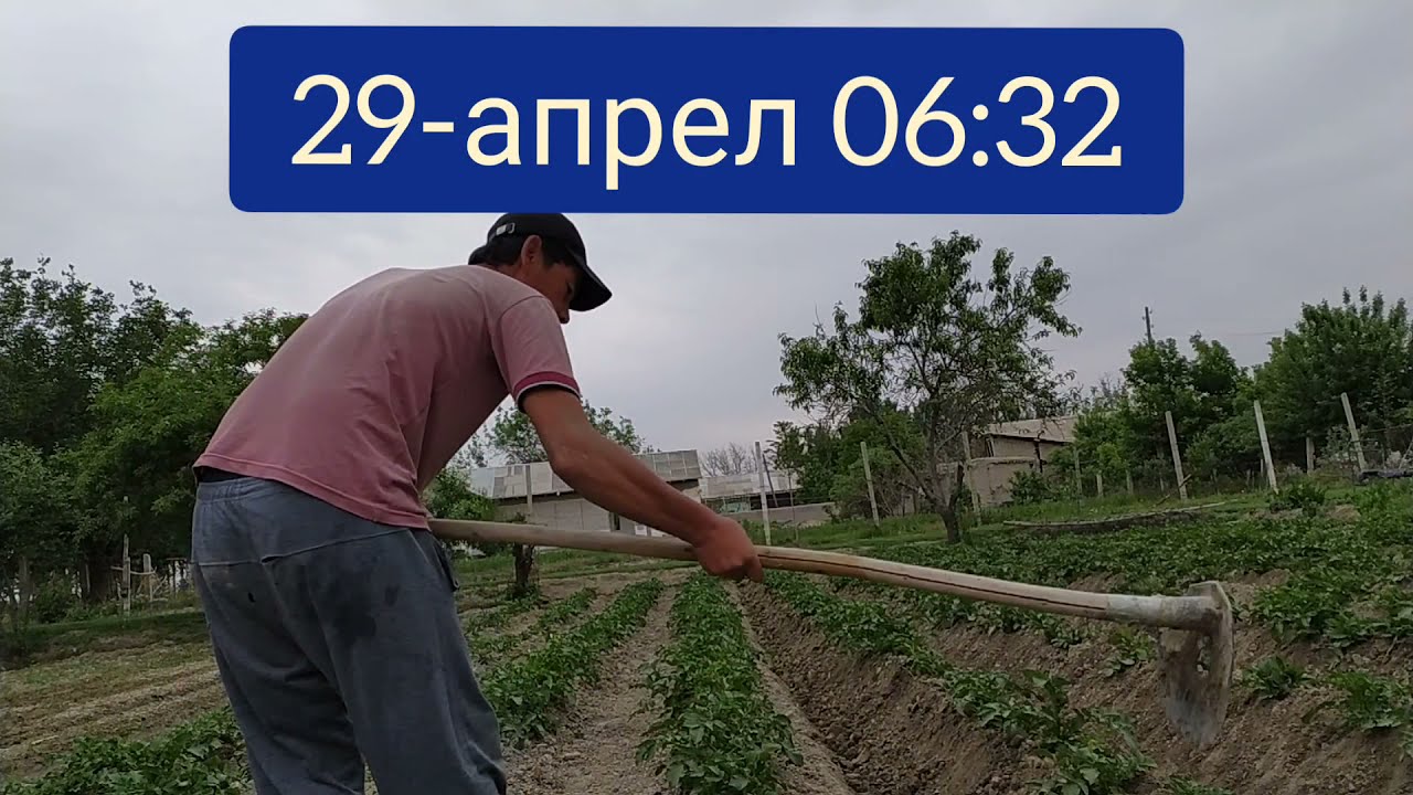 Дехкон Бола ..Картошка экиш 0-дан-90 фоиз иш жарёни.Картошка сажать в Кетмон.. Без мотоблок...