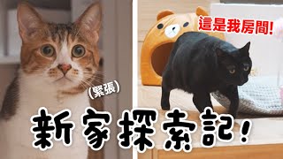 【黃阿瑪的後宮生活】新家探索記貓咪們準備佔地盤了