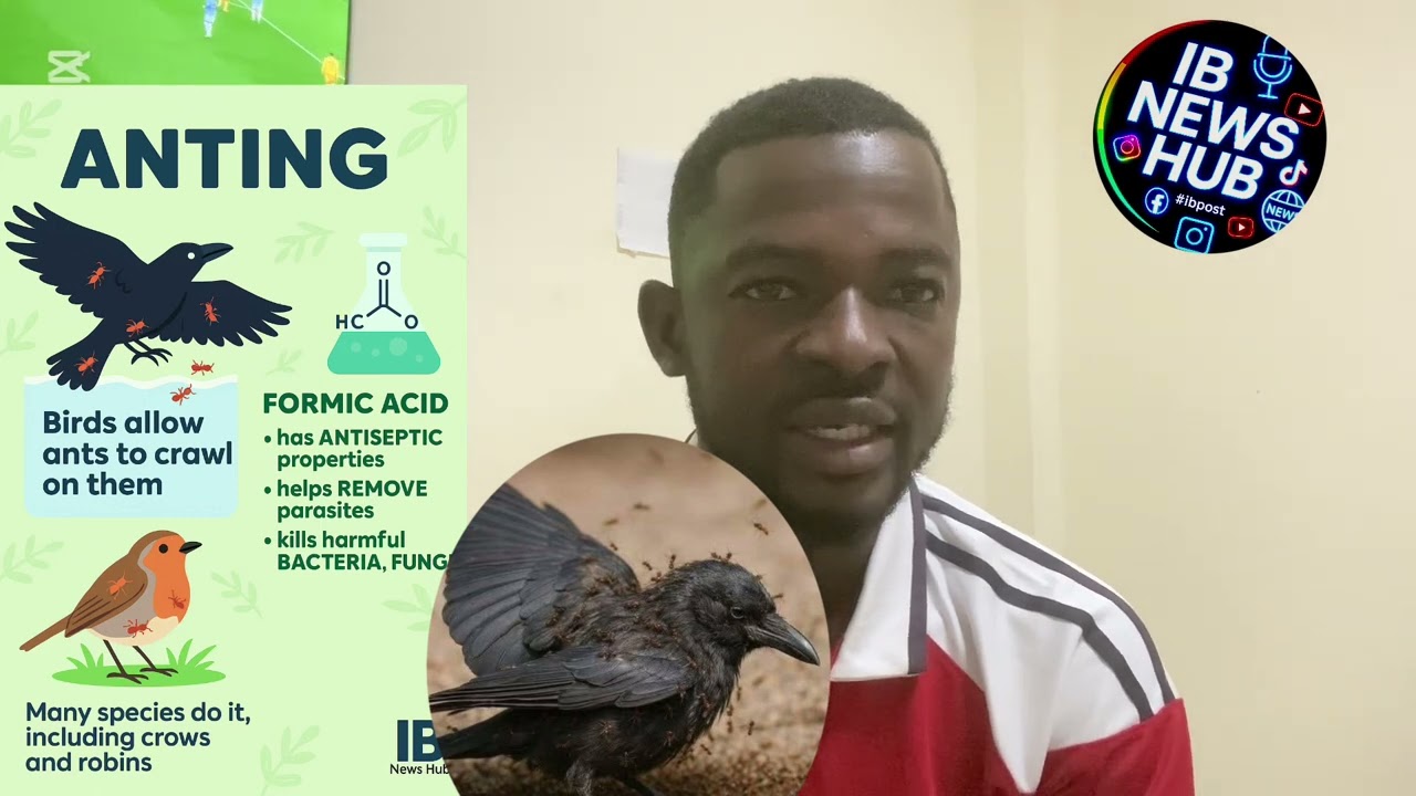 When a When a crow feels sick… it heads to an anthill.Sounds bizarre? Maybe