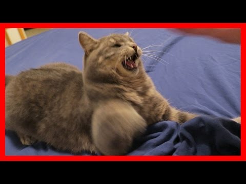Ultimate Cat Fight - King Of The Bed 😻🐱😺
