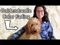 Goldendoodle Color Fading