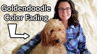 Goldendoodle Color Fading