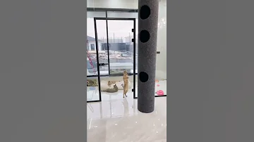 Новая гигантская труба-когтеточка для наших котов 🙀