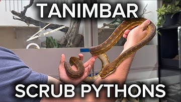 TANIMBAR SCRUB PYTHONS | THE SMALLEST SCRUB PYTHON