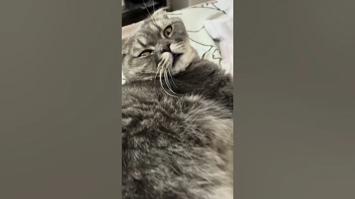 Video 7813971: cats kittens scottishfold cutecat, pets cutecat scottishfold funny, scottishfold catlover cutecat, cute pet cat scottishfold