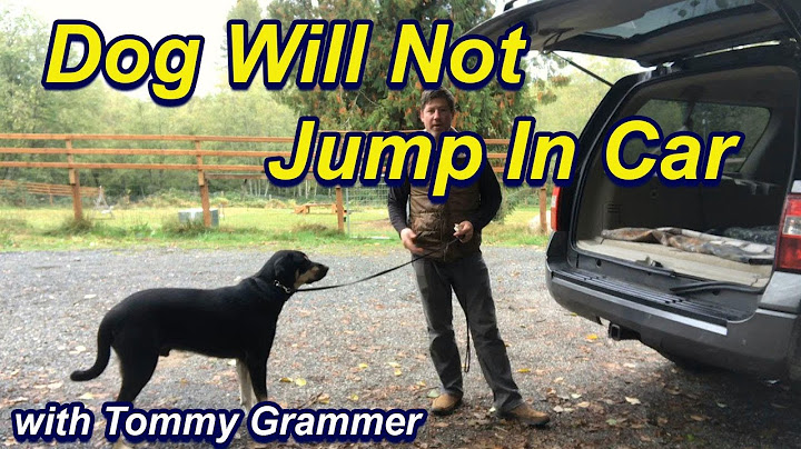 Dog will not jump in car