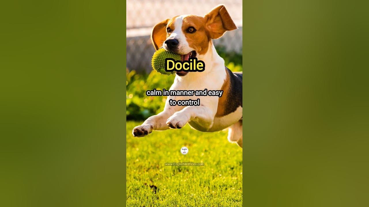 docile-meaning-example-sentence-youtube