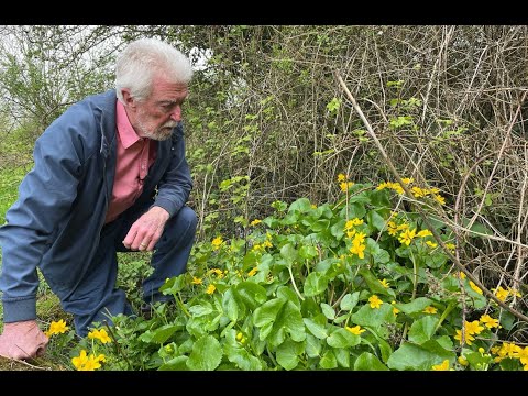 Vídeo: Marsh marigold: descripció i propietats de la planta. Quan floreix la calèndula