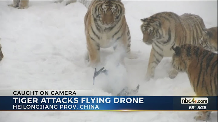 Tiger attacks flying drone