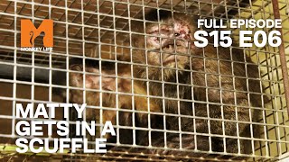 Matty Squares Up | Season 15 Episode 6 | Full Episode | Monkey Life