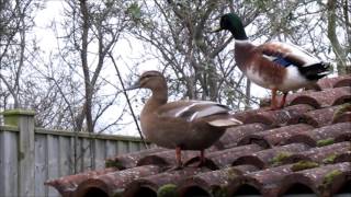 my pet mallard ducks flying