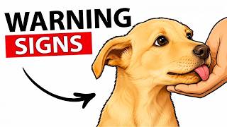 Celebrity 9 WARNING Signs Your Dog Doesn't Like You (STOP IGNORING #3) Net Worth