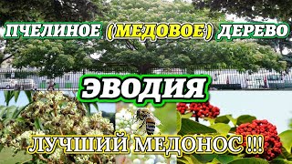 ЭВОДИЯ -  ПЧЕЛИНОЕ (МЕДОВОЕ) ДЕРЕВО. Euodia. Evodia. Bienenbaum. Bee bee tree. Tetradium.