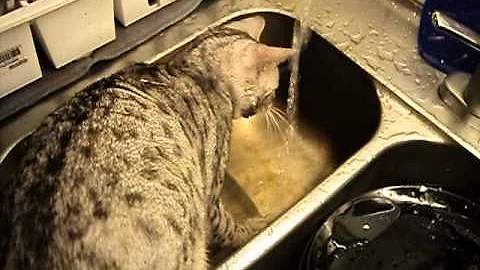 Video 11034141: bengal cat, silver spotted bengal, water bengal, bengal playing, cat shower