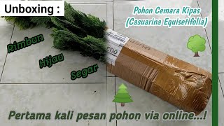 Download Lagu Unboxing : My First Online Tree Purchase, Whistling Pine (Casuarina Equisetifolia) MP3