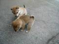 柴犬マリの子犬