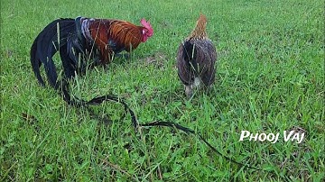 Juvenile Pair - Bantam Phoenix Qaib Dib Tw Ntev