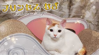 カリカリーナに優雅に座る子猫！気分はプリンセス？┃A cat sitting gracefully in "Caricarina"! Princess?(Cat scratcher sofa)