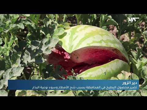 فيديو: العناية بالبطيخ أثينا - زراعة بطيخ أثينا في الحديقة