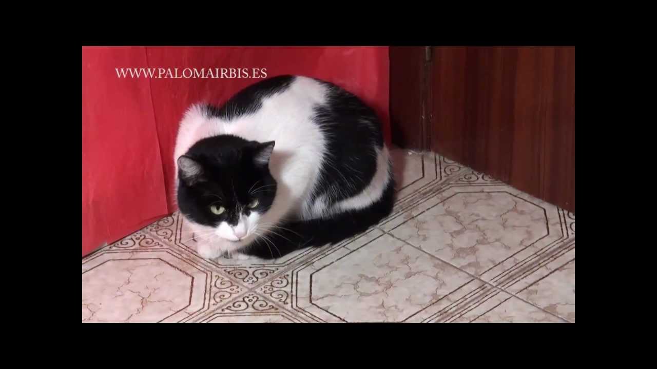 EL GATO Y EL COCHE DE CARRERAS - YouTube