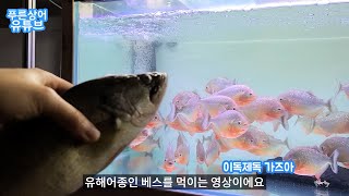 이 베스는 전생에 나라를 팔았습니다. (피라냐/칸디루/레드테일캣) 외래어종 총집함