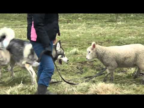 Lamb enjoys outdoor playtime with Husky