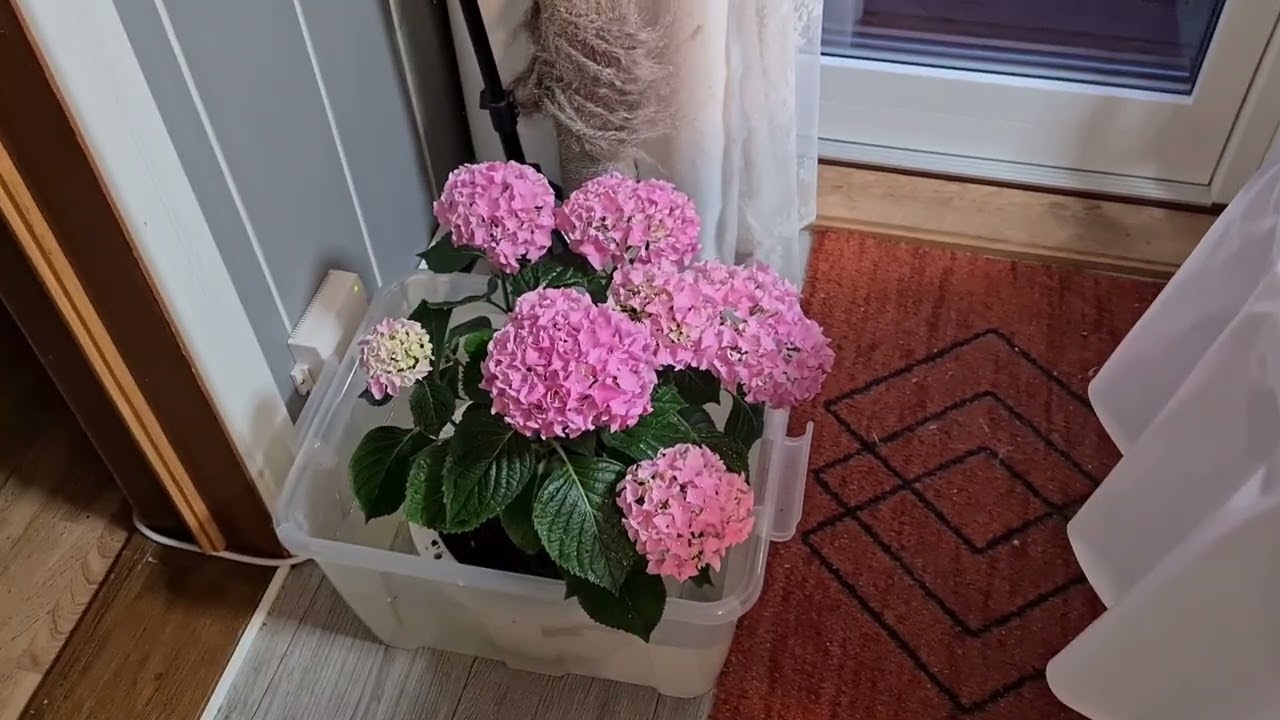 01.03.2026. Крупнолистная Гортензия. Полив. Яркое солнце, подвяли. Отпаиваем.