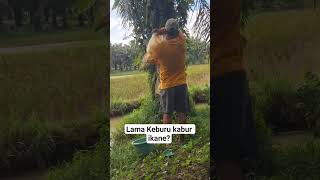 kelaman keburu kabur ikane #jambul 87#ikan #jalaikan
