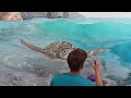 Painting An Underwater Sea Turtle Mural