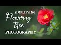 Tips for Photographing Flowering Trees and Shrubs Close-up | Macro & Telephoto