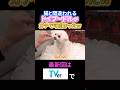 この子抱き締めたい #月曜から夜ふかし #ペット #トイプードル #犬 #かわいい #癒し #おもしろ #神回 #まとめ #tv #shorts