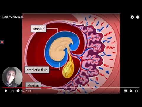 Vídeo: Como o sangue flui pela placenta?