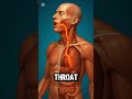 This is What Happened to your Body when you Eat Chillies #didyouknowfacts #naturalhealing #chillies