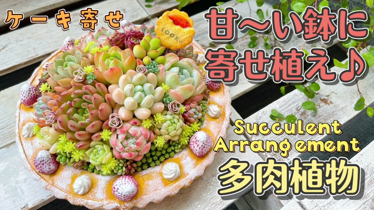 【多肉植物の寄せ植え】ケーキの鉢に寄せ植え【Succulent Arrangement】