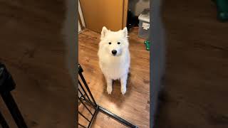 @samoyedsakura $10,000 per half of a treat #dog #dogshorts 👍