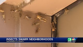 Sacramento County residents deal with grasshopper and insect infestations