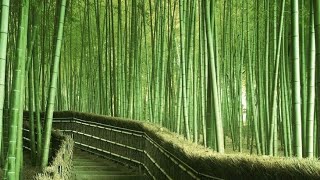 Chinese traditional music |Soothing |meditation mind body relaxation|soft|stress relief|ringtones| screenshot 4
